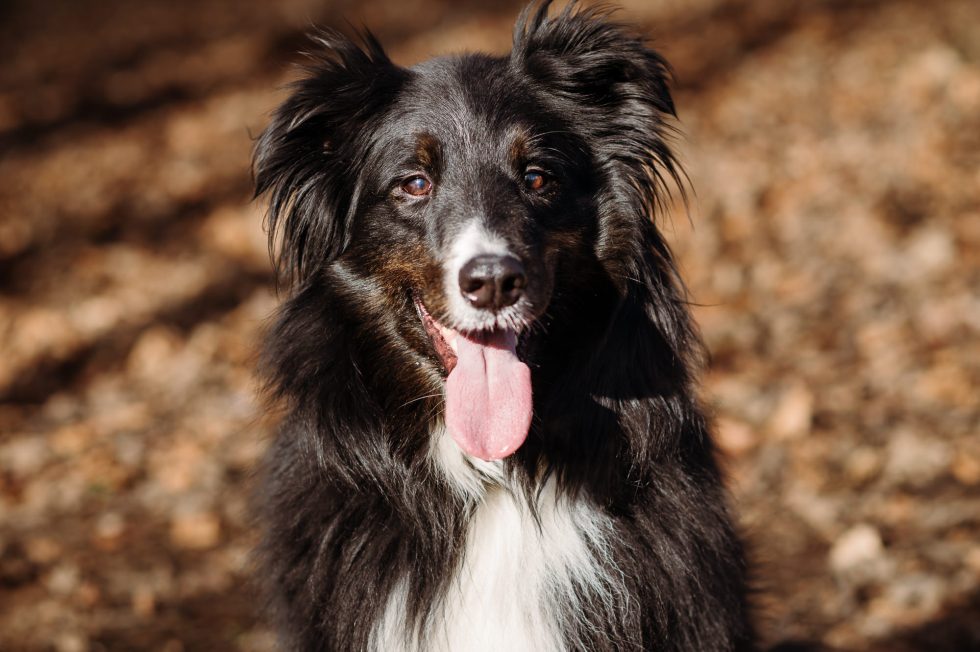 Gorgeous dog portraits - Lancashire