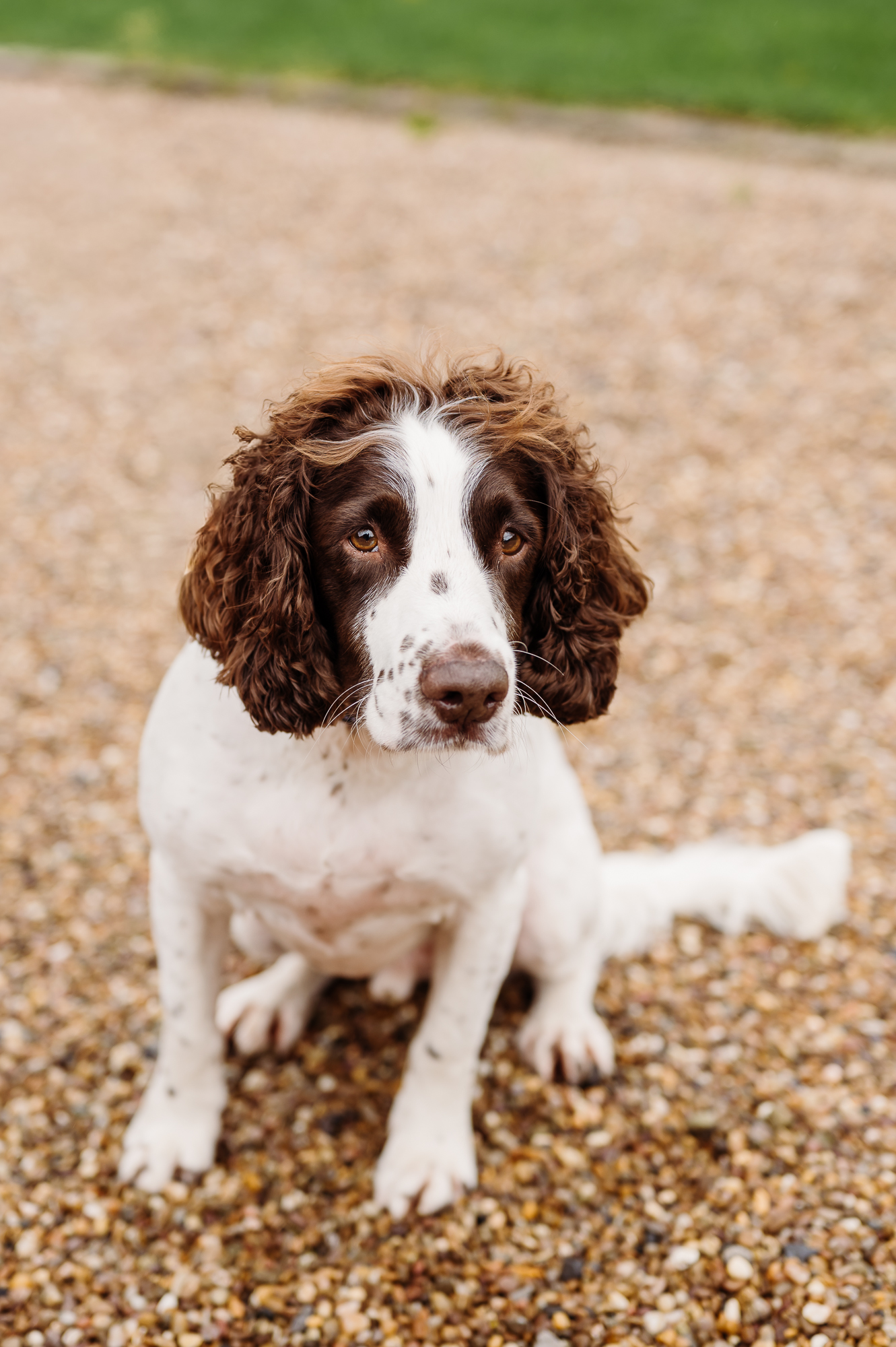 Cute springer spaniel at a wedding in the Ribble valley
